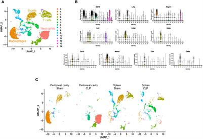 Transcriptomic profiling of immune cells in murine polymicrobial sepsis